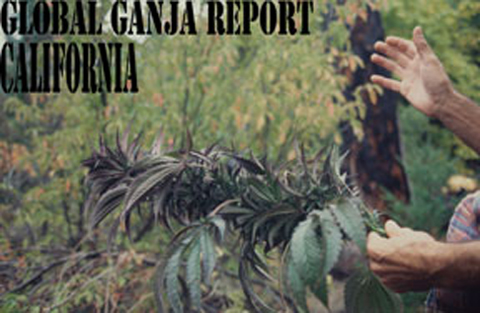 Cannabis Market Report - California
