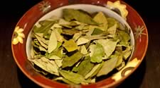 coca leaf