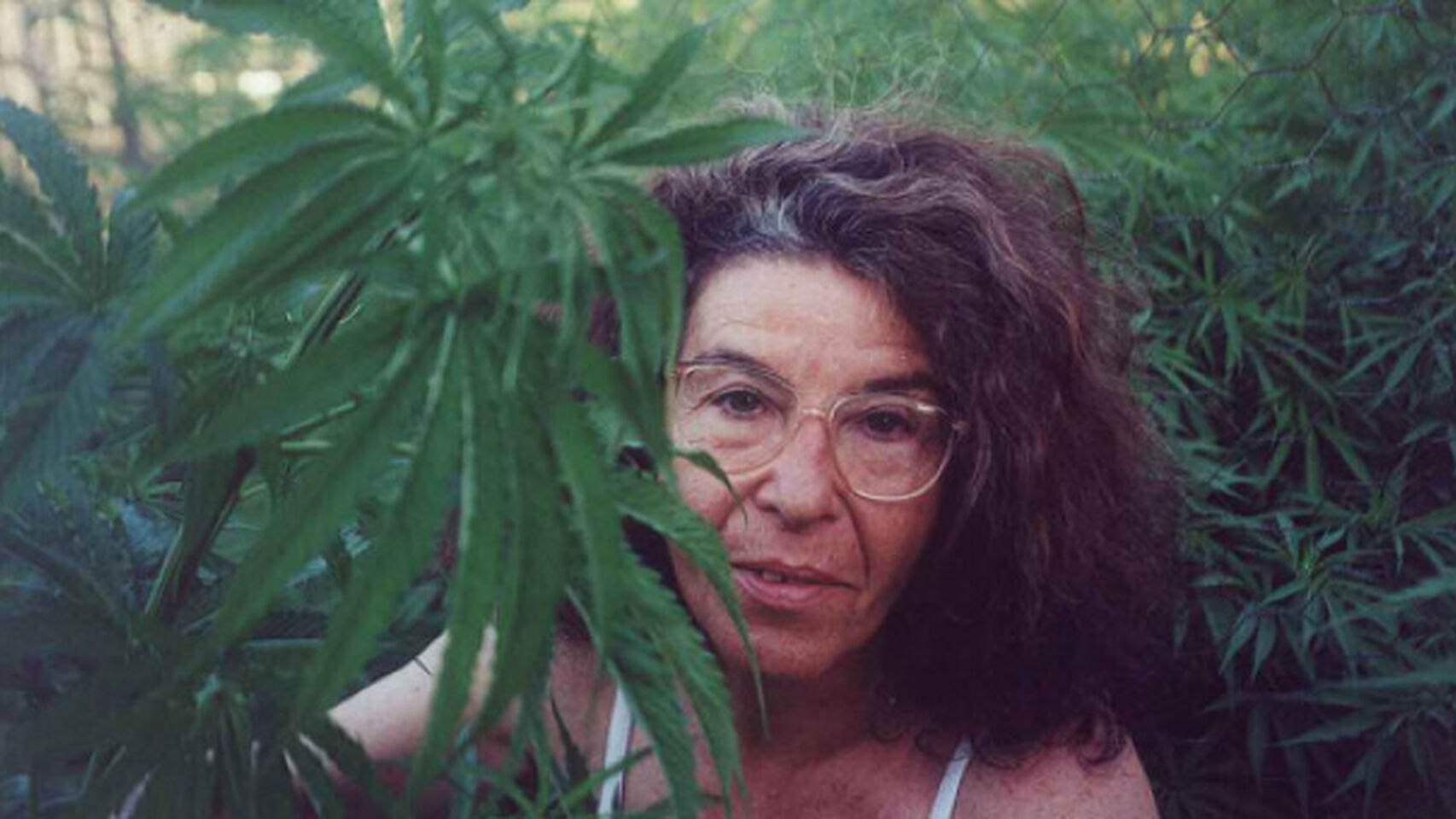 Abuela Marijuana