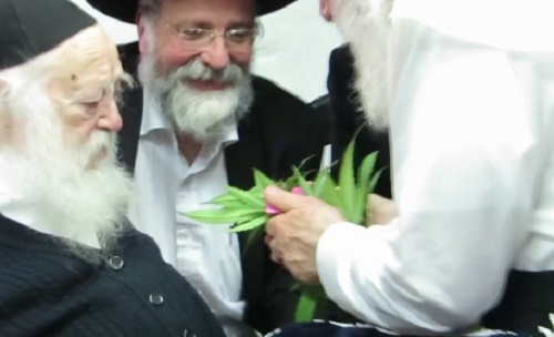 kosher cannabis